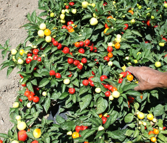 Pueblo Primrose plant