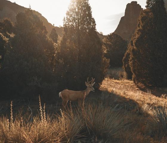 Deer walks through the brush in Garden of the Gods