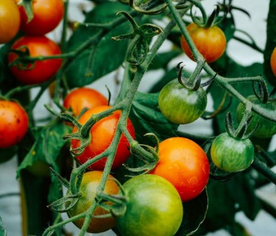 tomatoes on the vine