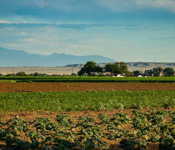 farm with mountain in background