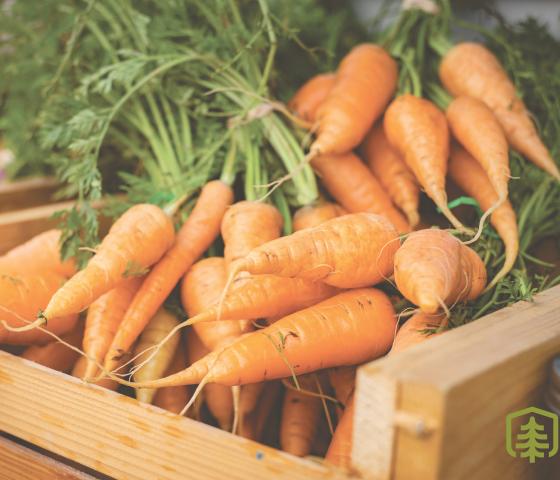 Carrots in a crate 