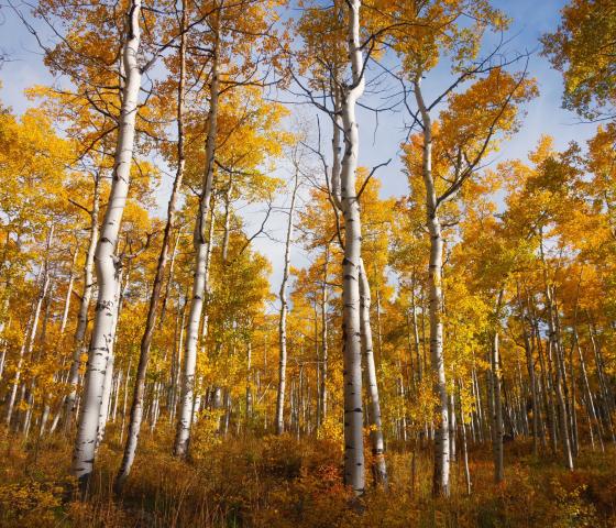 Grove of Aspen Trees with a clear blue sky.