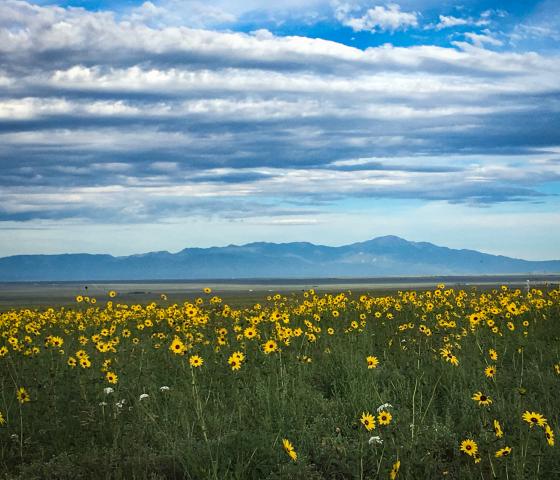 A field of flowers with a blue mountain range on the horizon.