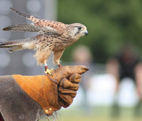 small falcon sits on a leather glove.