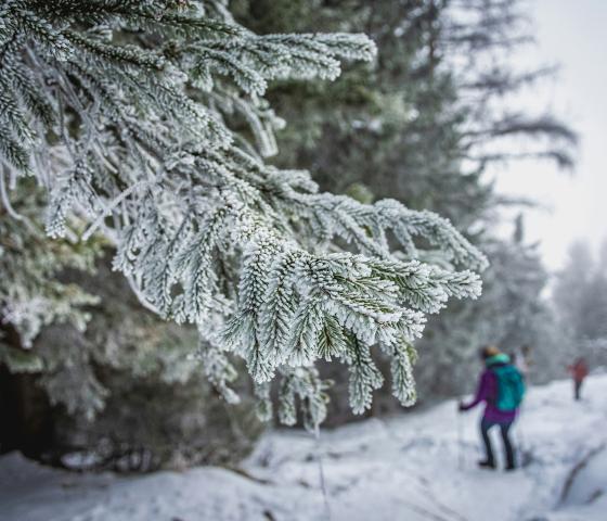 Evergreen limb covered in snow.