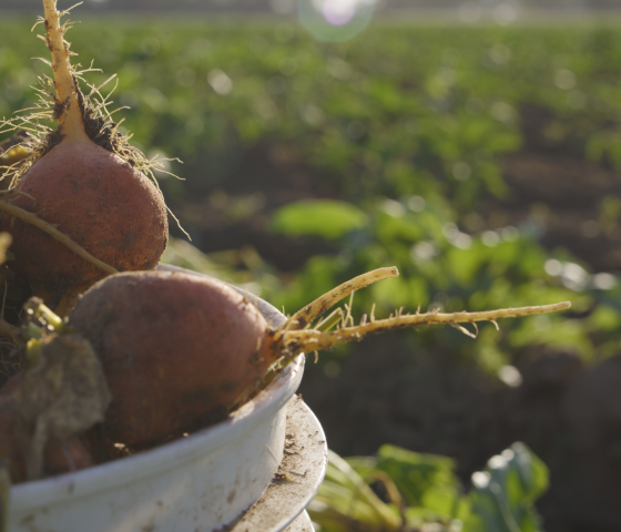 Bucket of radishes 
