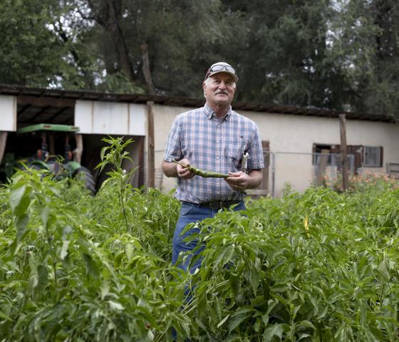 Dr. Mike Bartolo stands in his field holding a Pueblo chile.