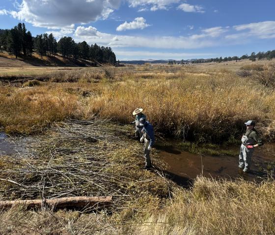 Three people stand in a mountain meadow creek as they work on a stream restoration project.