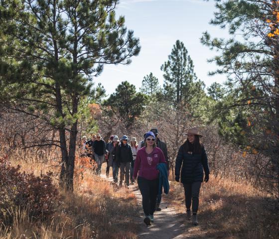 A groups hikes along a trail through a pine forest.
