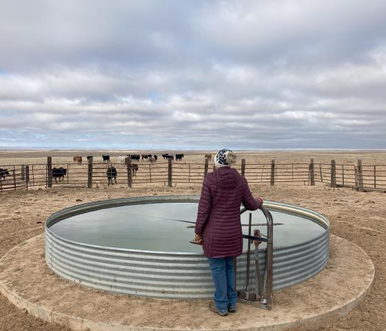 Women stands at a cattle water trough and looks to the horizon with cattle behind a fence. 