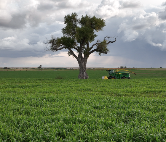 A lone tree stands tall above green farm fields. 