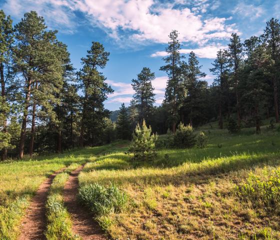 double track trail bends through a meadow of green grass in front of a pine forest. 