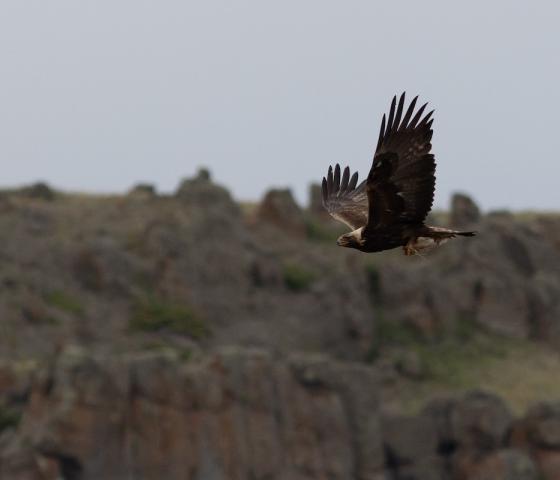 Golden Eagle Soars with canyon background
