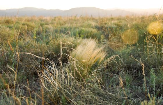 Photo of Bluestem Prairie Open Space