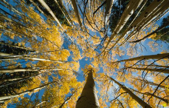 looking up at an Aspen tree canopy 