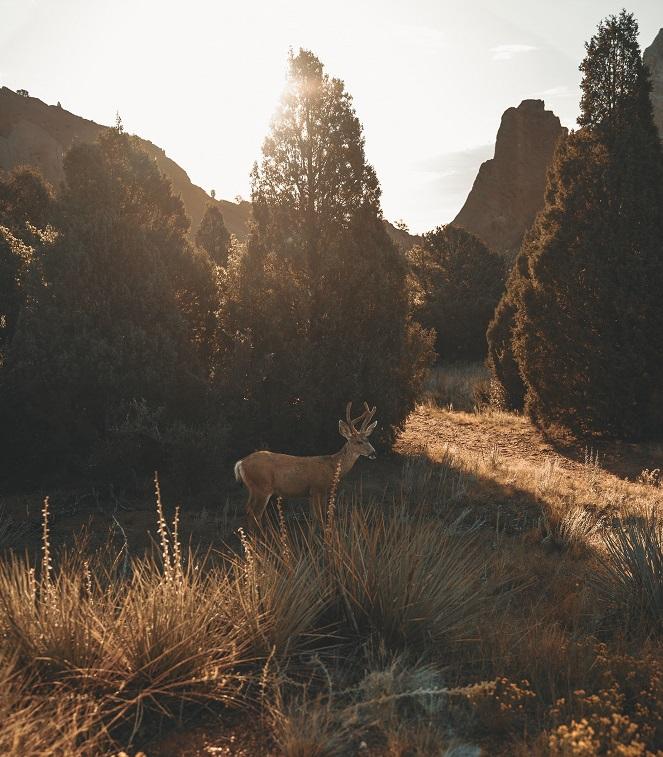 A deer walking through the brush in Garden of the Gods