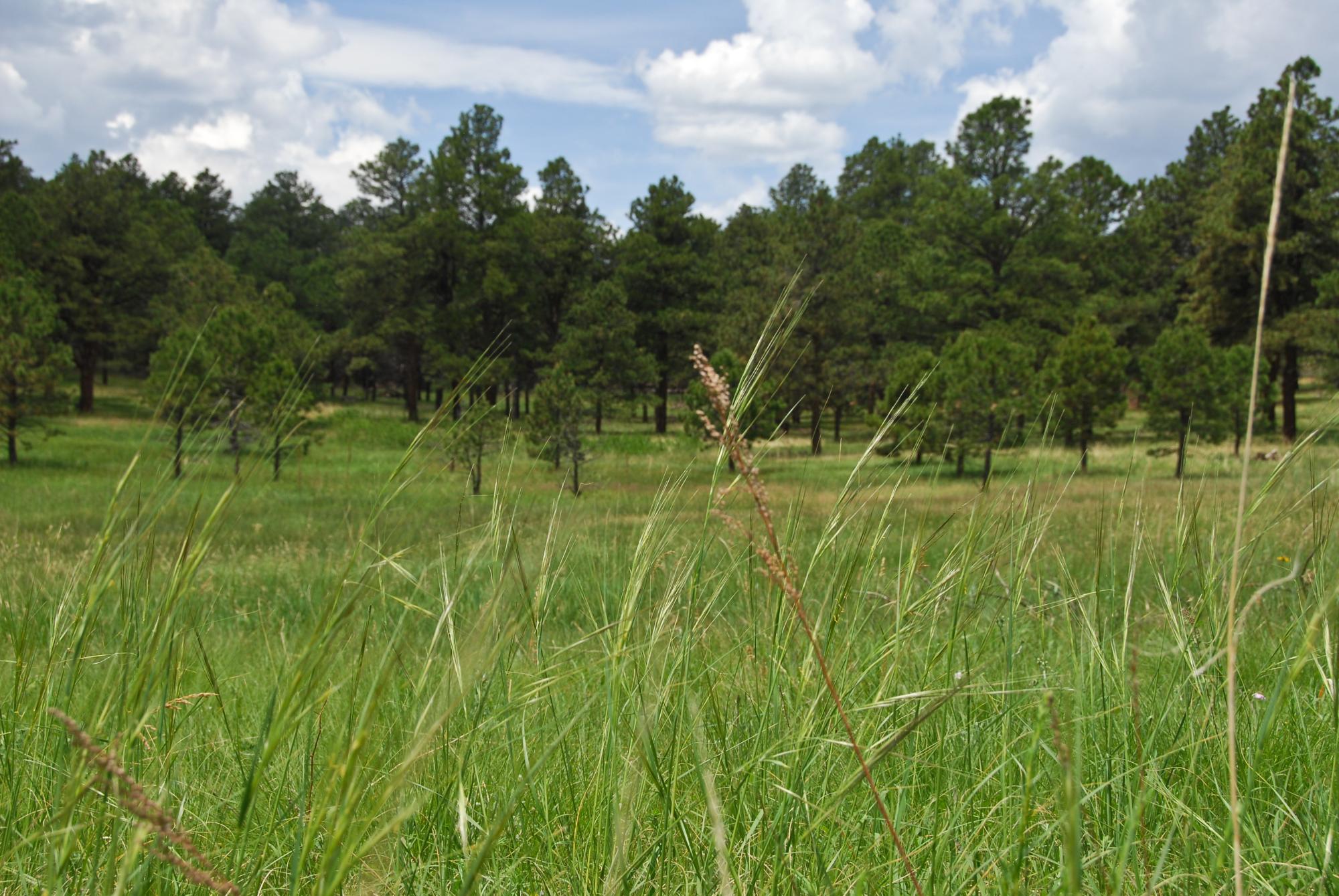 Green tall native grasses in the foreground and a thick Ponderosa Pine forest in the background.