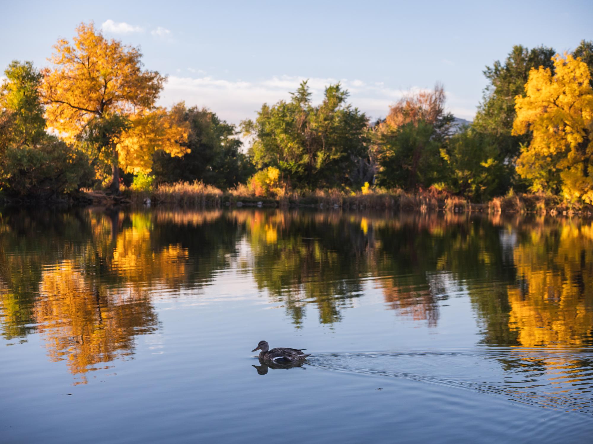 A duck floats across a pond with fall colo trees at the shore behind the duck.