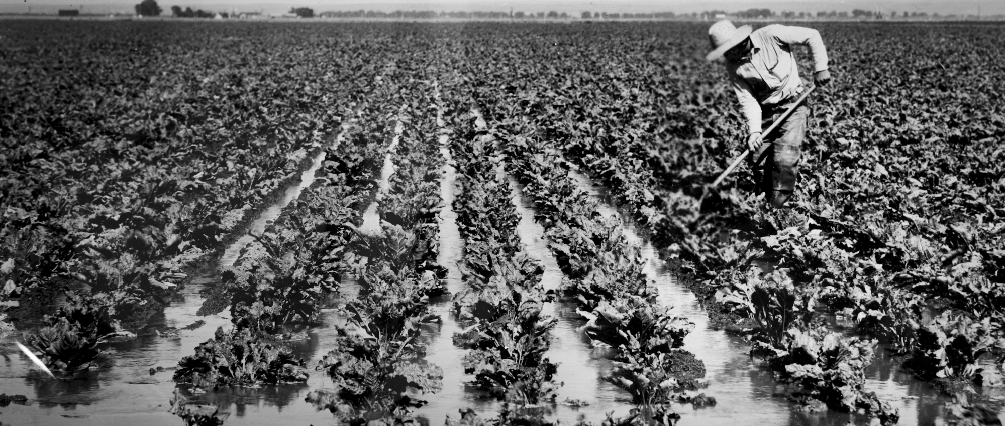 Archival Photo of Flood Irrigation Farming