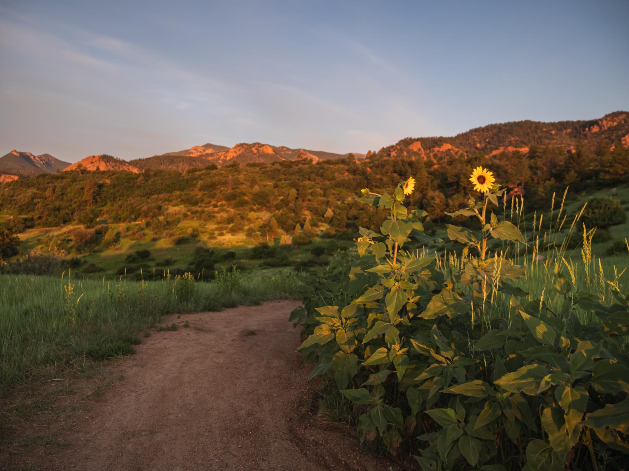 Sun flowers catch the first sunshine along a trail with rocky mountains in the background