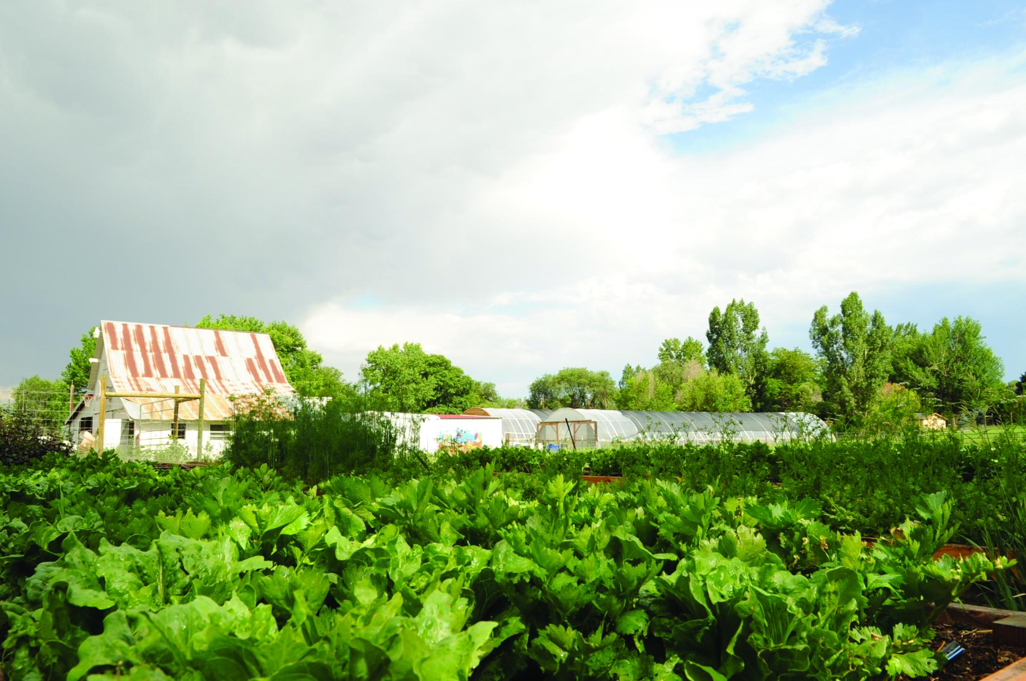 crops growing on a farm