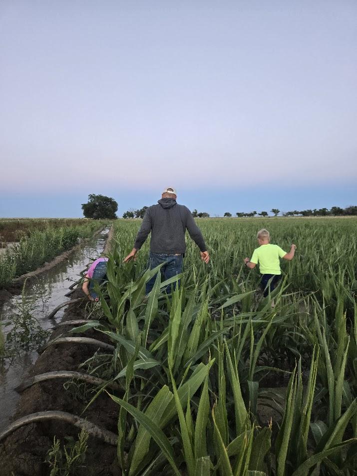 Man and a child walk through a farm field with tall green crops along the edge of an irrigation ditch. 