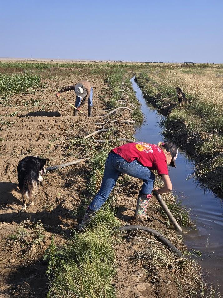 Two farmers and a dog work along the edge of a narrow irrigation ditch.